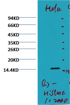 Histone H3 (di methyl K79) Monoclonal antibody