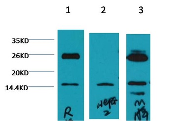 Histone H3 (di methyl K79) Monoclonal antibody