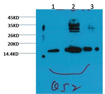 Histone H3 (tri methyl K79) Monoclonal antibody