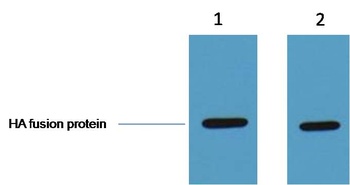 HA-Tag Rabbit pAb Antibody