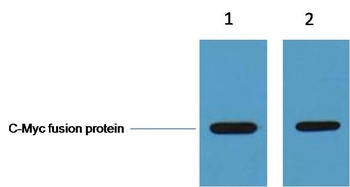 C-Myc-Tag Rabbit pAb Antibody