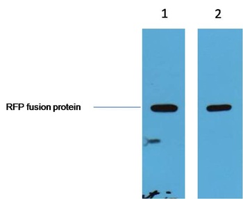 RFP-Tag Rabbit pAb Antibody