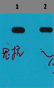 MBP-Tag Rabbit pAb Antibody