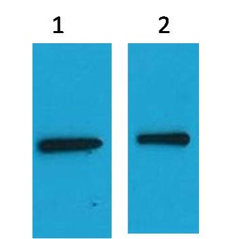 EYFP-Tag Mouse pAb Antibody