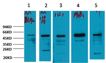 α-tubulin Rabbit pAb Antibody
