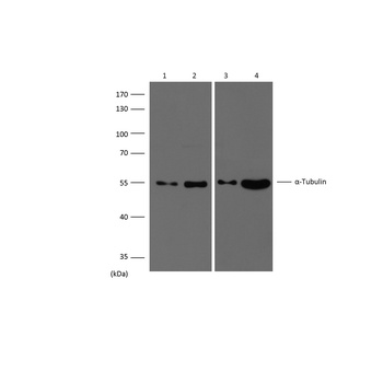 α-tubulin Rabbit pAb Antibody