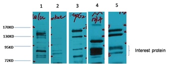 Glucocorticoid receptor Rabbit pAb Antibody