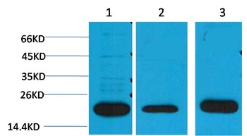PRDX1 Rabbit pAb Antibody