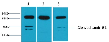 Lamin B1 Rabbit pAb Antibody
