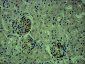 Lamin B1 Rabbit pAb Antibody