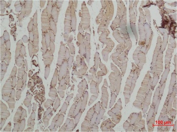 β II Tubulin Rabbit pAb Antibody