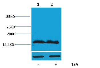 Histone H4(Acetyl Lys91) Rabbit pAb Antibody