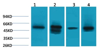 LDHD Rabbit pAb Antibody