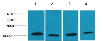 COX IV Rabbit pAb Antibody