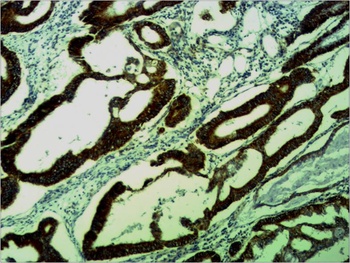 COX IV Rabbit pAb Antibody