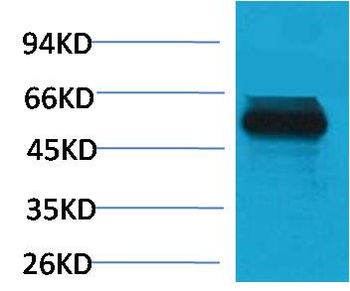 TRIM72/MG53 Rabbit pAb Antibody