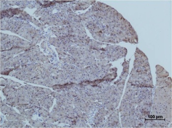 TRIM72/MG53 Rabbit pAb Antibody
