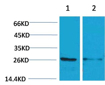 14-3-3 epsilon Rabbit pAb Antibody