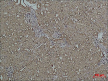 HSP27 Rabbit pAb