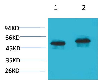 P53 Rabbit pAb Antibody
