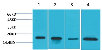 SOD1 Rabbit pAb Antibody