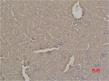 SOD1 Rabbit pAb Antibody
