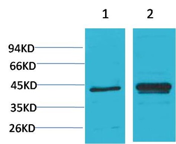 IκB α Rabbit pAb Antibody