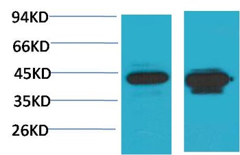 HAO1/GOX Rabbit pAb Antibody