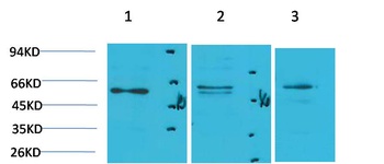 PPAR γ Rabbit pAb Antibody