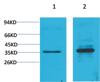 Cyclin D1 Rabbit pAb Antibody
