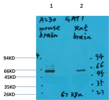 GABA Transporter 1 Rabbit pAb Antibody