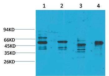 KCNN4(SK4) Rabbit pAb Antibody