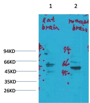 Kv1.3 Rabbit pAb Antibody