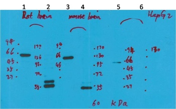 Kv10.2 Rabbit pAb Antibody