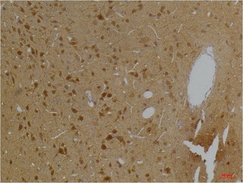 Kv10.2 Rabbit pAb Antibody