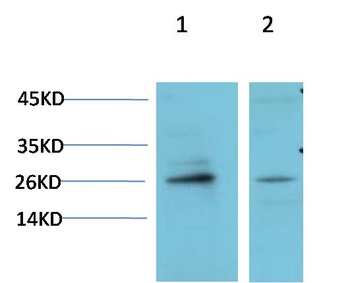 HP-1 γ Rabbit pAb Antibody
