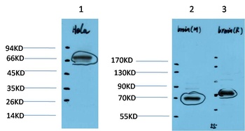 HSC70 Rabbit pAb Antibody