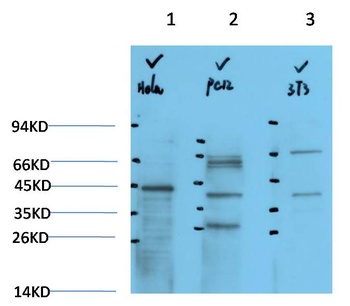 IkB α Rabbit pAb Antibody