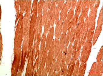 ATG4c Rabbit pAb Antibody