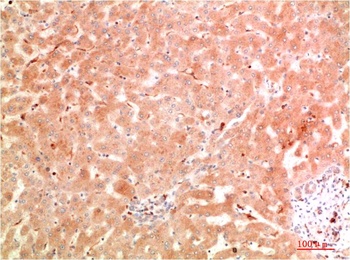 ATG5 Rabbit pAb Antibody