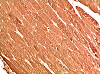 ATG13 Rabbit pAb Antibody