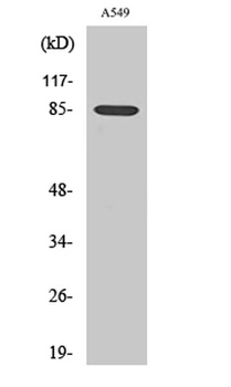 ADAM10 rabbit pAb Antibody