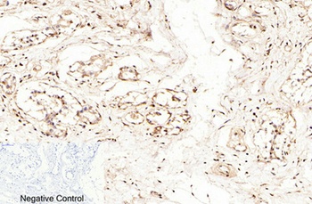 Caspase-7 rabbit pAb Antibody