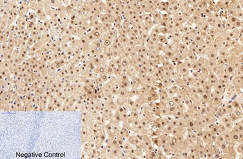 Caspase-7 rabbit pAb Antibody