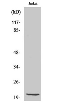Cleaved-Caspase-7 p20 (D198) rabbit pAb Antibody