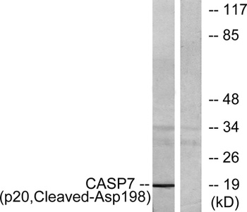 Cleaved-Caspase-7 p20 (D198) rabbit pAb Antibody