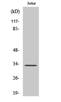Cleaved-Cathepsin A 32k (R326) rabbit pAb Antibody