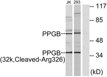 Cleaved-Cathepsin A 32k (R326) rabbit pAb Antibody