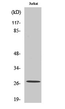 Cleaved-Cathepsin C HC (R394) rabbit pAb Antibody