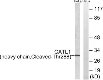 Cleaved-Cathepsin L1 HC (T288) rabbit pAb Antibody
